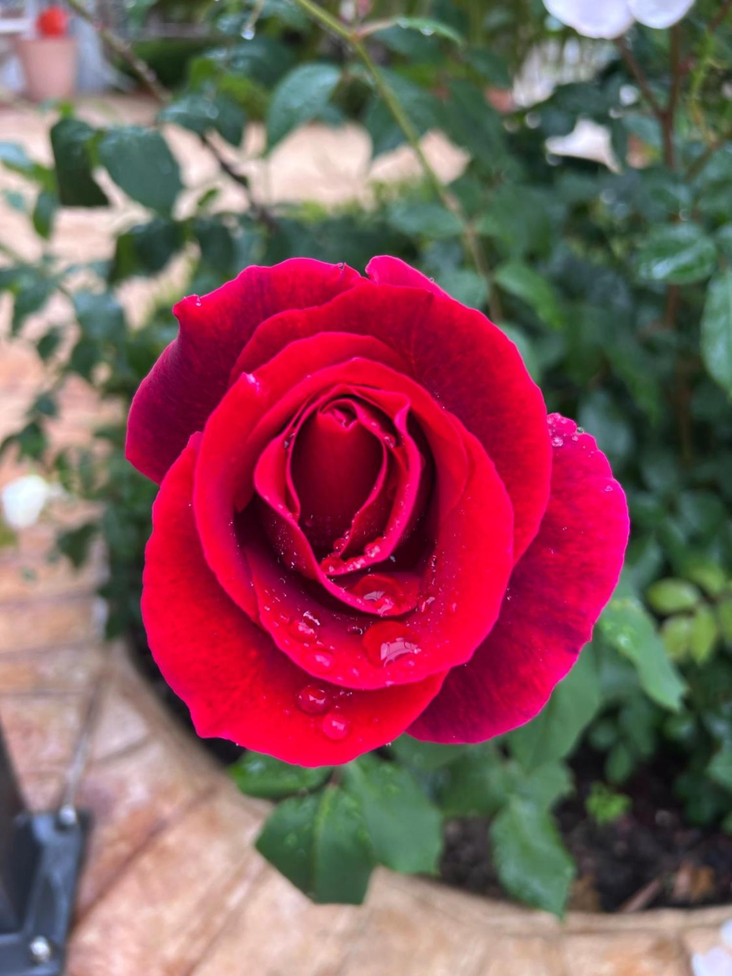 B&B Corte Delle Rose Castiglione Delle Stiviere Luaran gambar
