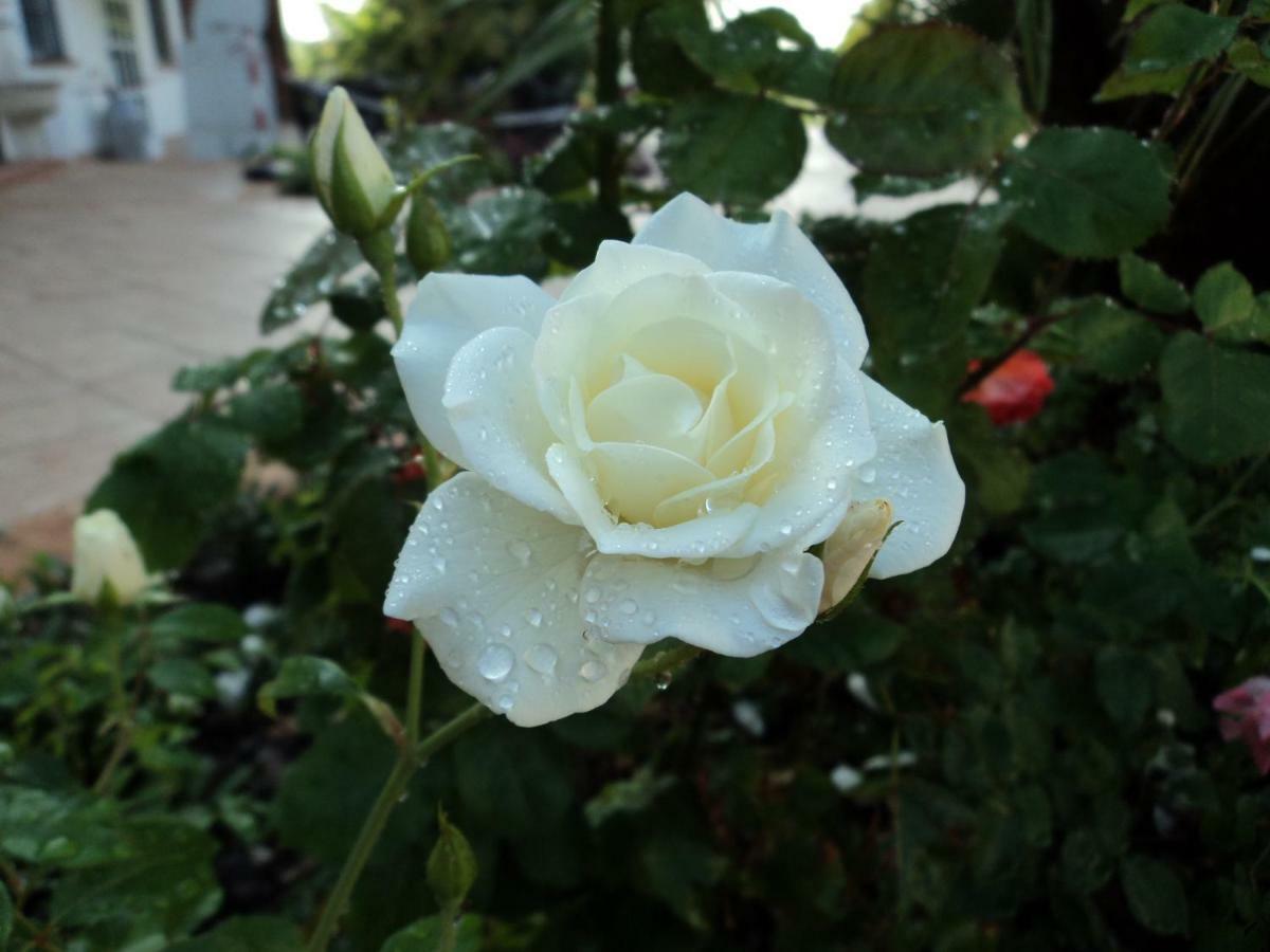 B&B Corte Delle Rose Castiglione Delle Stiviere Luaran gambar
